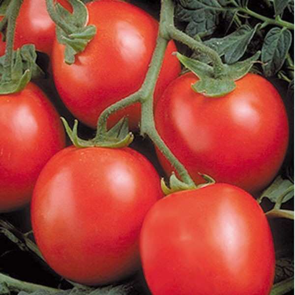 Seminte tomate Perfectpeel SEMINIS 1.000 seminte-Seminte Profesionale