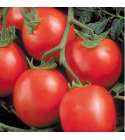 Seminte tomate Perfectpeel SEMINIS 1.000 seminte