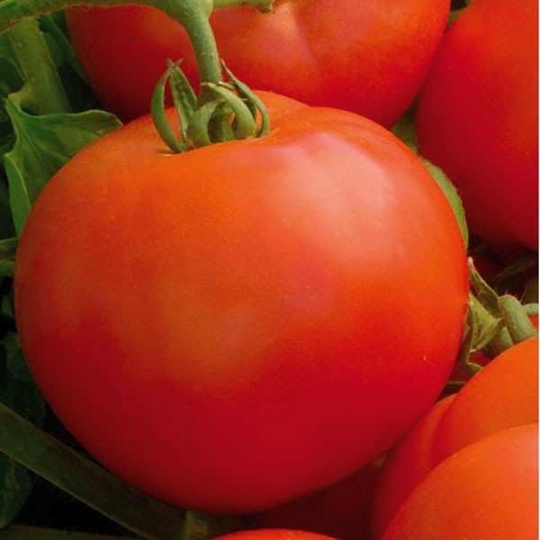 Seminte tomate Mirsini SEMINIS 1 gr