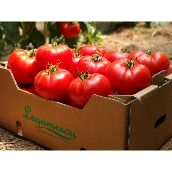 Seminte tomate Wrestler SEMINIS 500 seminte-Seminte Profesionale