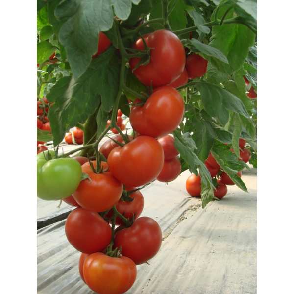 Seminte tomate Klass SEMINIS 100 seminte-Seminte Profesionale