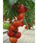 Seminte tomate Klass SEMINIS 100 seminte